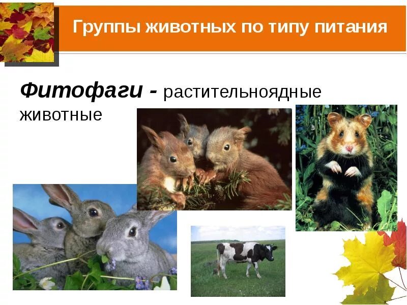 Коза способ питания растительноядные. Группы животных по питанию. Животные способ питания. Растительноядные животные. Растительноядные животные.