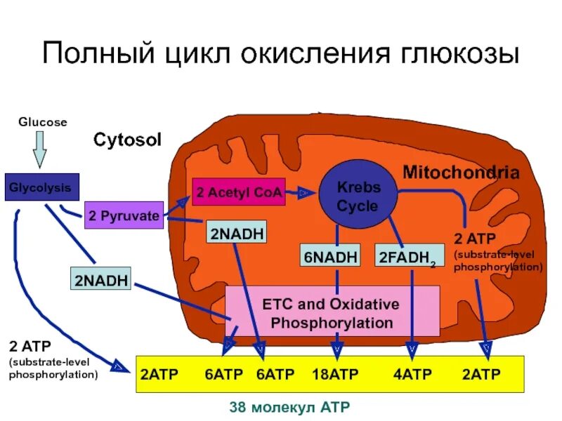 Процесс образования атф в митохондриях. Гликолиз в митохондрии. Схема клеточного дыхания в митохондриях. Клеточное дыхание гликолиз. Цикл Кребса в митохондриях.