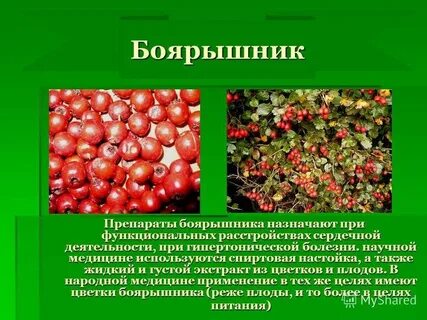 Боярышник плоды полезны для чего