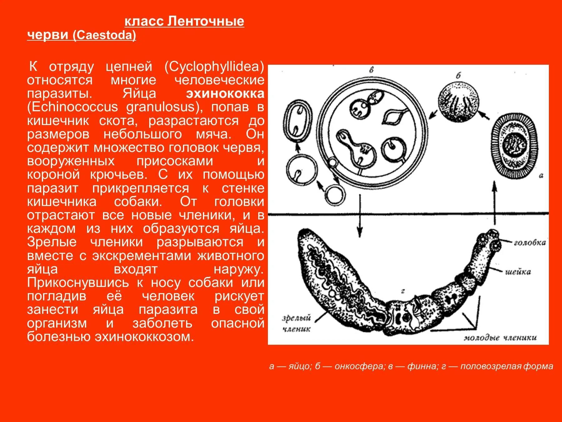 Класс ленточные черви эхинококк. Яйца паразита эхинококка. Ленточные цепни эхинококк. Яйцо с онкосферой