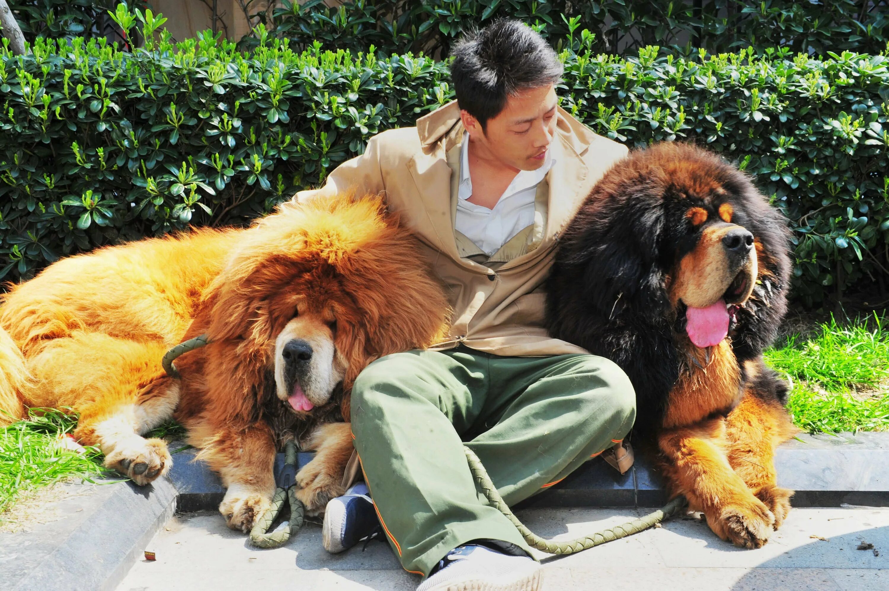 Большая собака тибетский. Тибетский мастиф Хонг Донг. Тибетский мастиф большой. Собаки породы тибетский мастиф. Тибетский мастиф и Сенбернар.