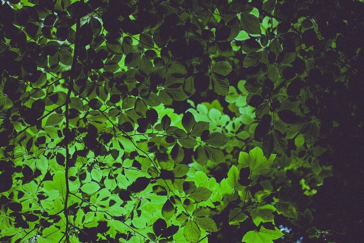 Густая зелень число. Зеленый лист. Мелкие листья. Густая листва. Темно зеленые листья.