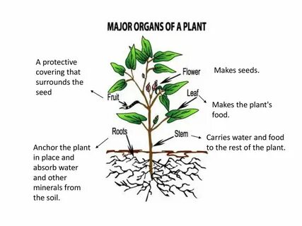 Lay the plant