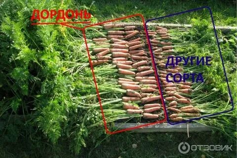 Морковь дордонь отзывы