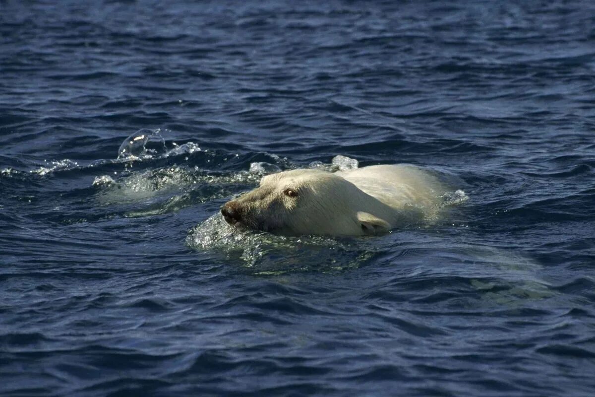 Белый медвежонок. Arctic tale 2007. Мишка на севере 2007. Арктика-2007. Arctic tale 2007.