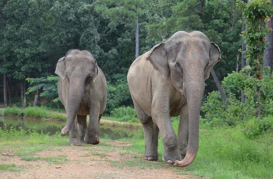 Two elephants. Индийские слоны хоботные. Азиатский слон хоботные. Индийский слон индийский слон. Гималайский слон.