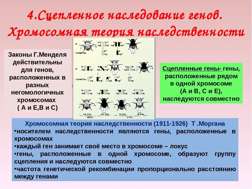 Хромосомная теория сцепленного наследования