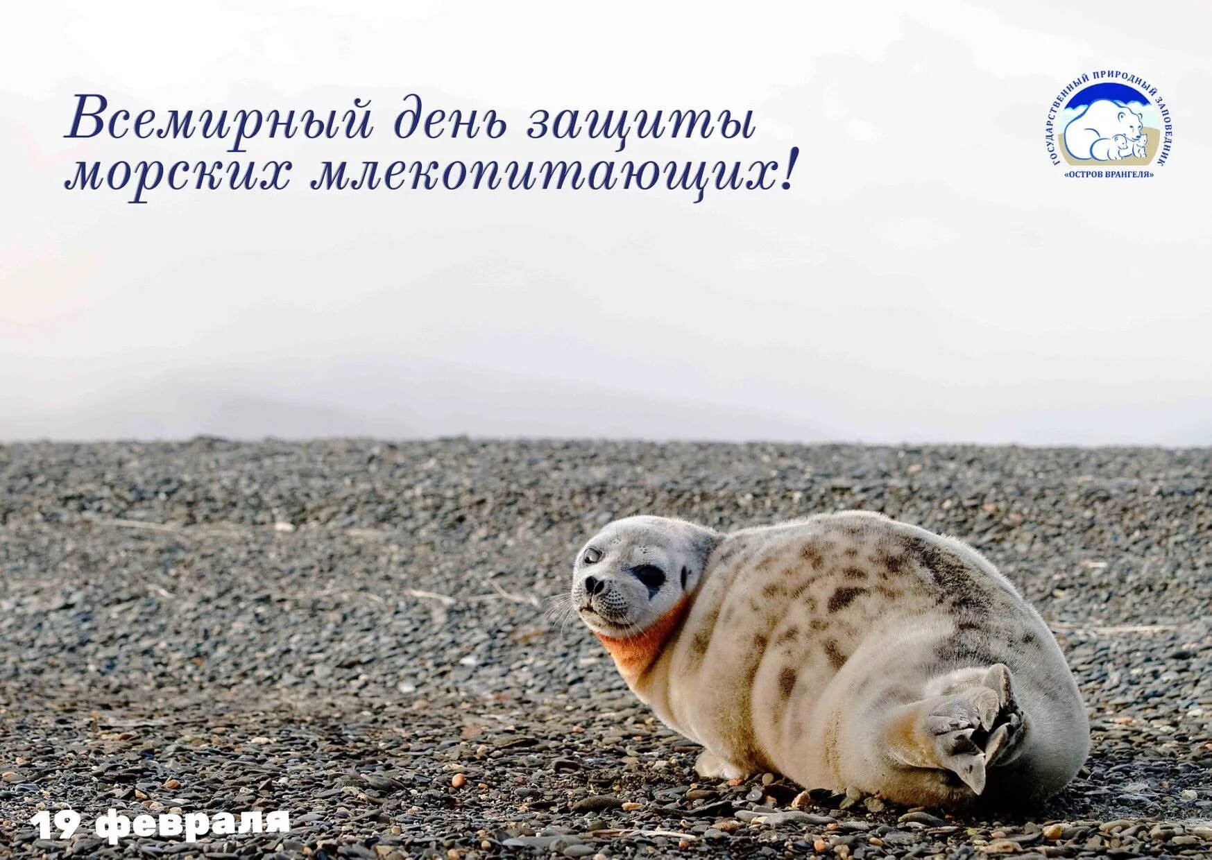 день морских млекопитающих. день морских млекопитающих. всемирный день защиты морских млекопитающих (день кита). всемирный день защиты морских млекопитающих 2023. всемирный день защиты морских млекопитающих.