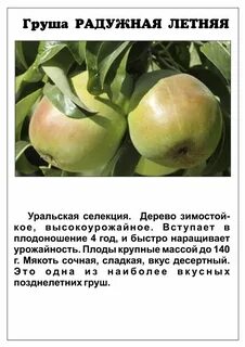 Груша богатая описание