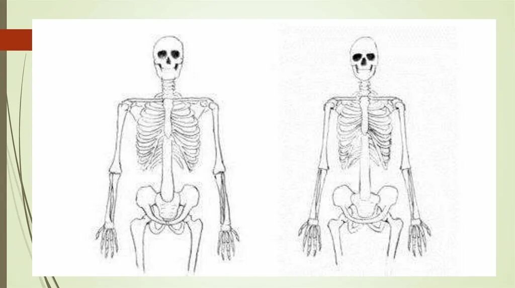 Грудная клетка мужчины и женщины. Мужской скелет. Различия мужского и женского скелета. Строение скелета женщины.