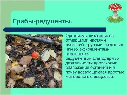 Какие грибы редуценты