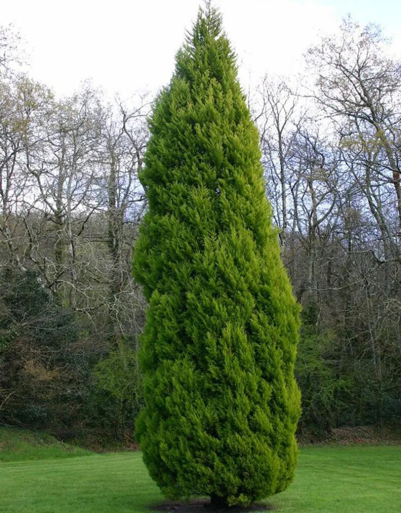 Кипарис род деревьев. Кипарис cupressus sempervirens. кипарис cupressus. кипарис вечнозеленый пирамидальный. кипарис хвойное.