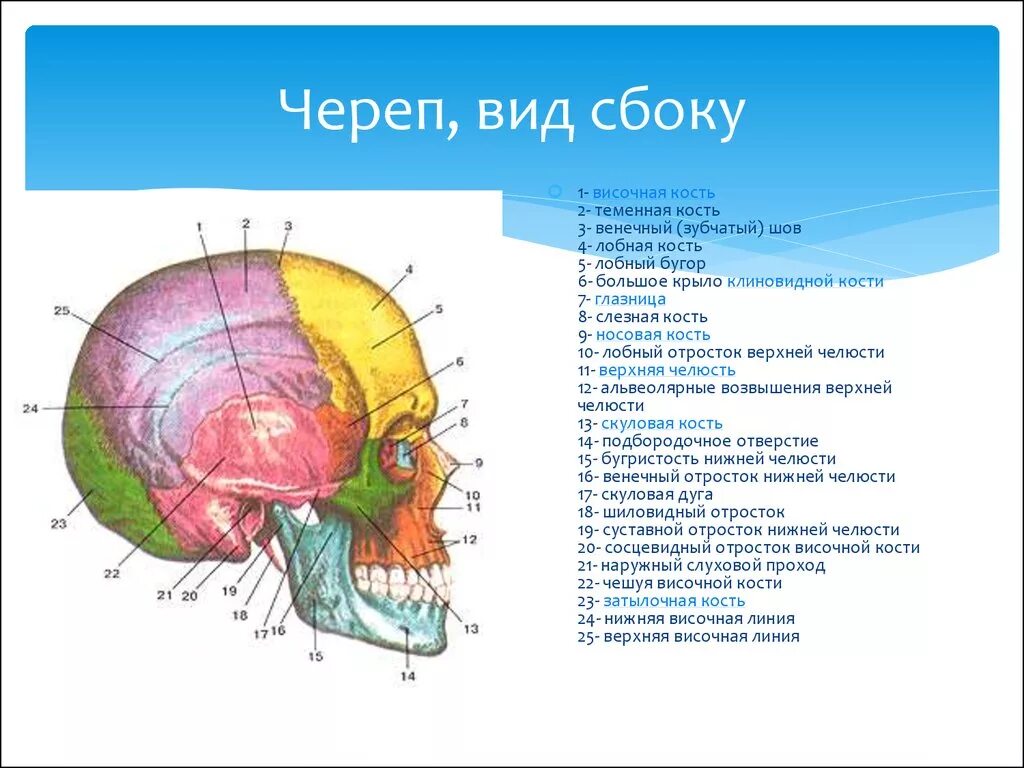 Строение черепа спереди и сбоку. Череп вид сбоку анатомия. Схема свод черепа сбоку. Топография черепа сбоку.
