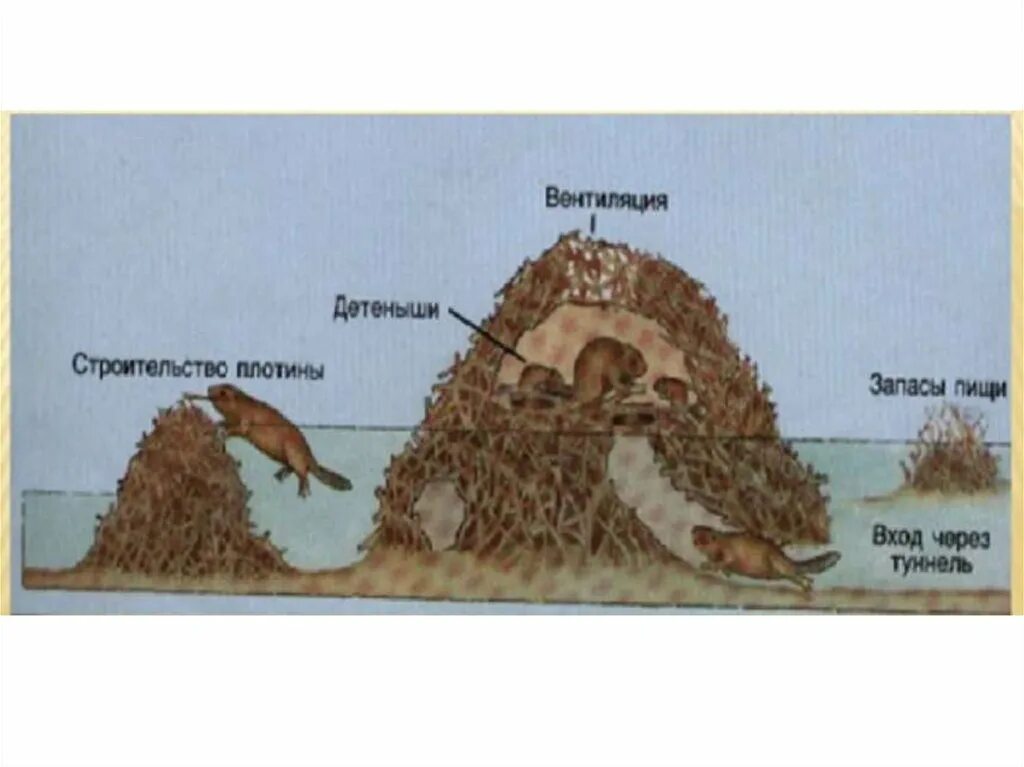 Зачем строят дамбы. Почему бобры строят плотины. Повему бобры строят платины. Зачем бобры строят дамбы. Бобровая хатка строение.