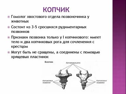 Копчик железа