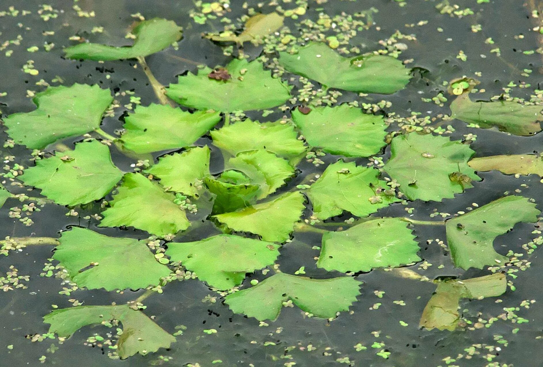 Чилим. Рогульник плавающий водяной орех. водный орех чилим. водяной орех чилим рогульник. рогульник маньчжурский.