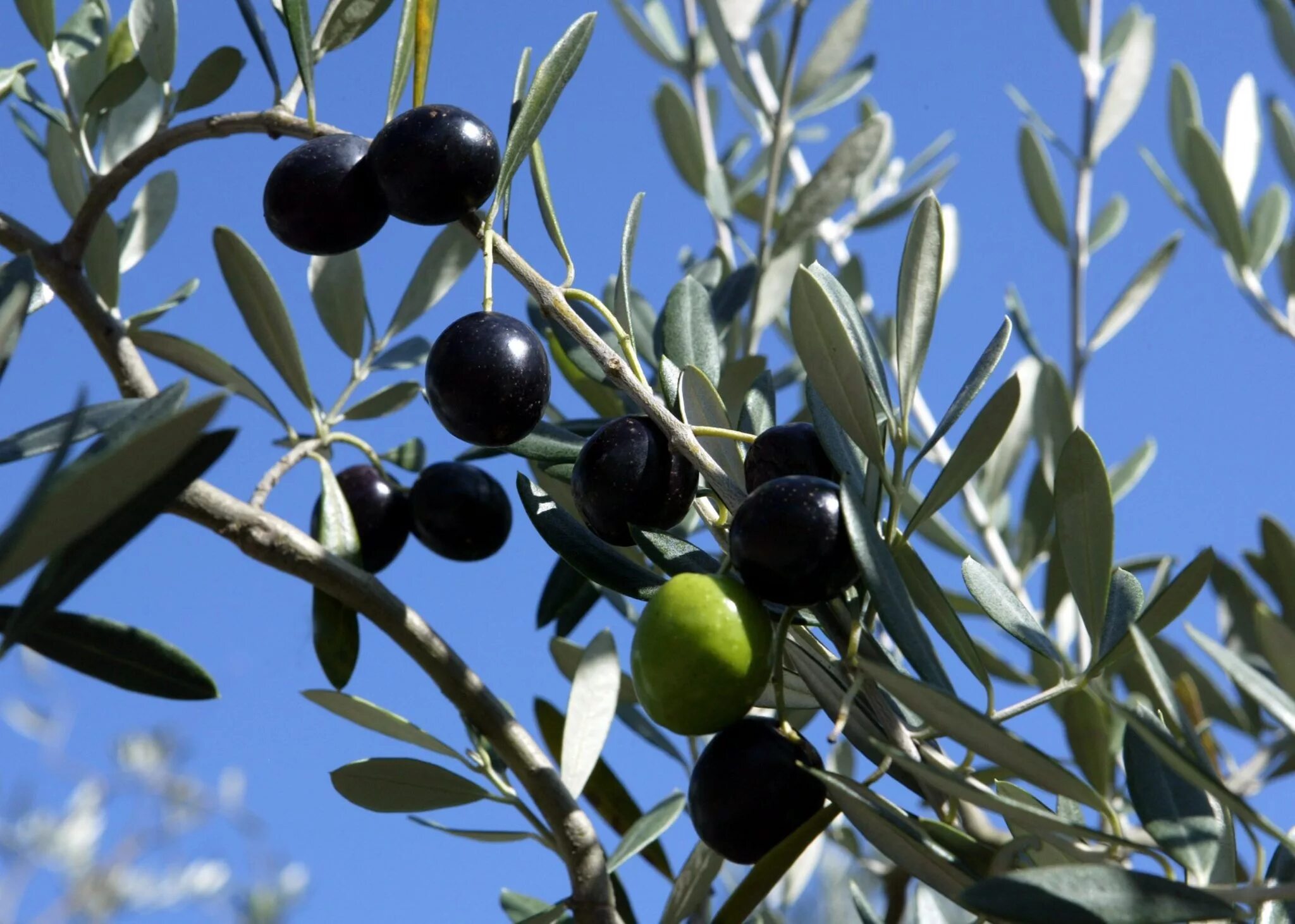 маслина 5. маслина 5 букв. сбор оливок в португалии. оливковое дерево крит. маслина 5.