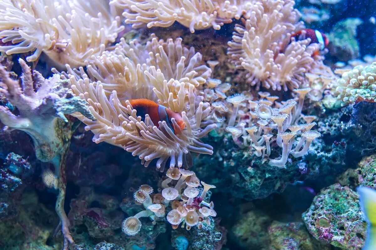 Подводный мир кораллов. Коралловый Барьерный риф. Барьерный риф кораллы. Таити коралловые рифы. Коралловый риф кораллы.