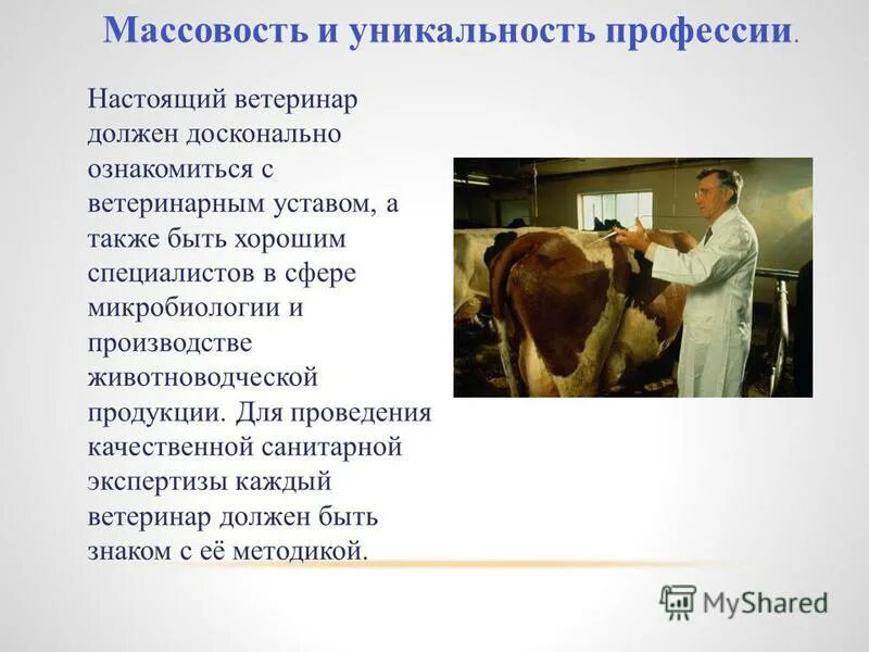 Один день в профессии пожарный ветеринар повар. Презентация на тему ветеринар. Профессия ветеринар. Профессия ветеринар презентация. Рассказать о профессии ветеринар.