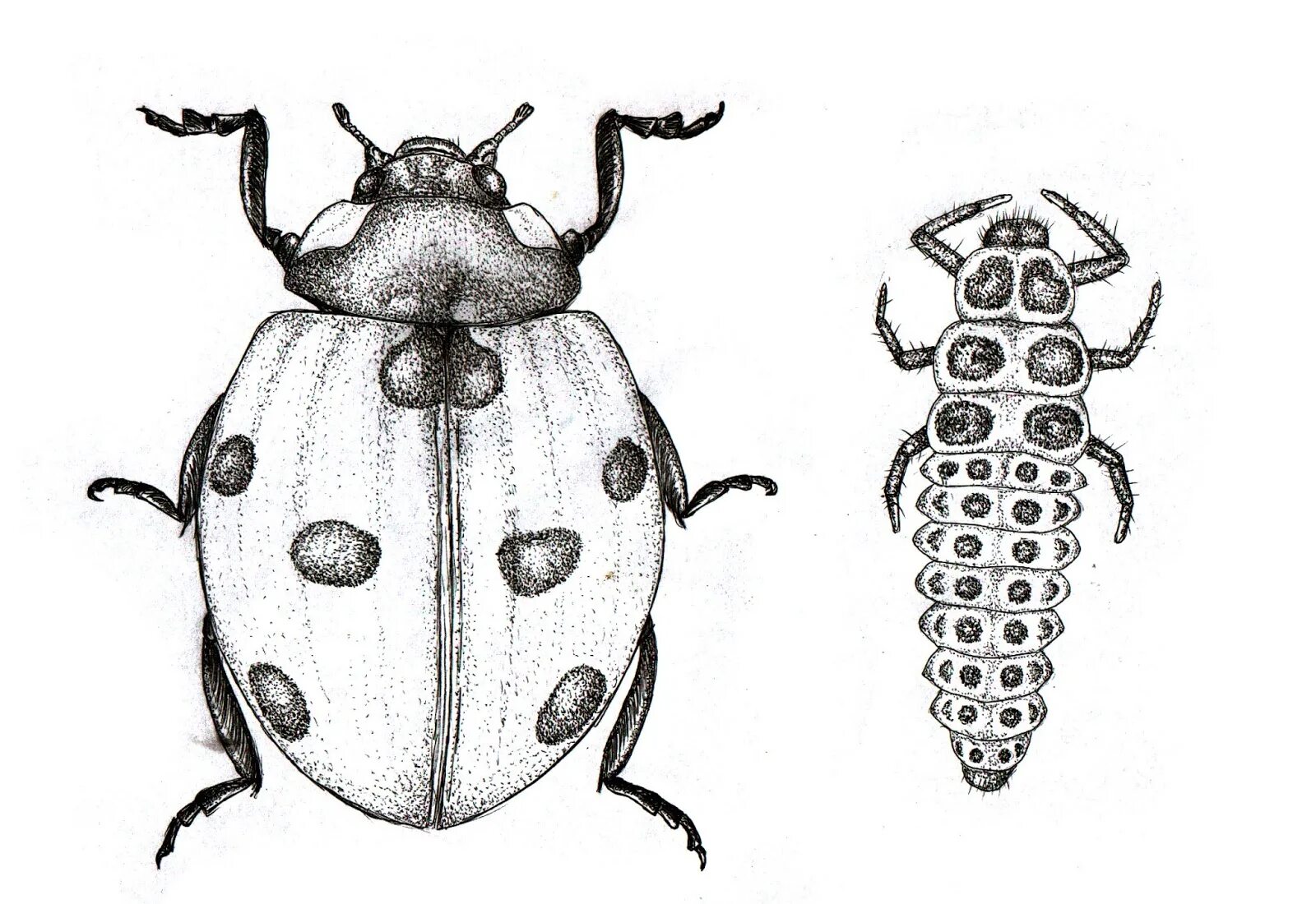На рисунке изображены две божьи коровки. Божьи коровки с точками. Божья коровка рисунок эстетика. Божья коровка рисунок зоология. Божья коровка гравюра.
