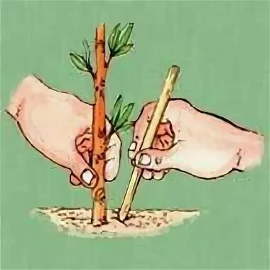 Как черенковать пионы летом