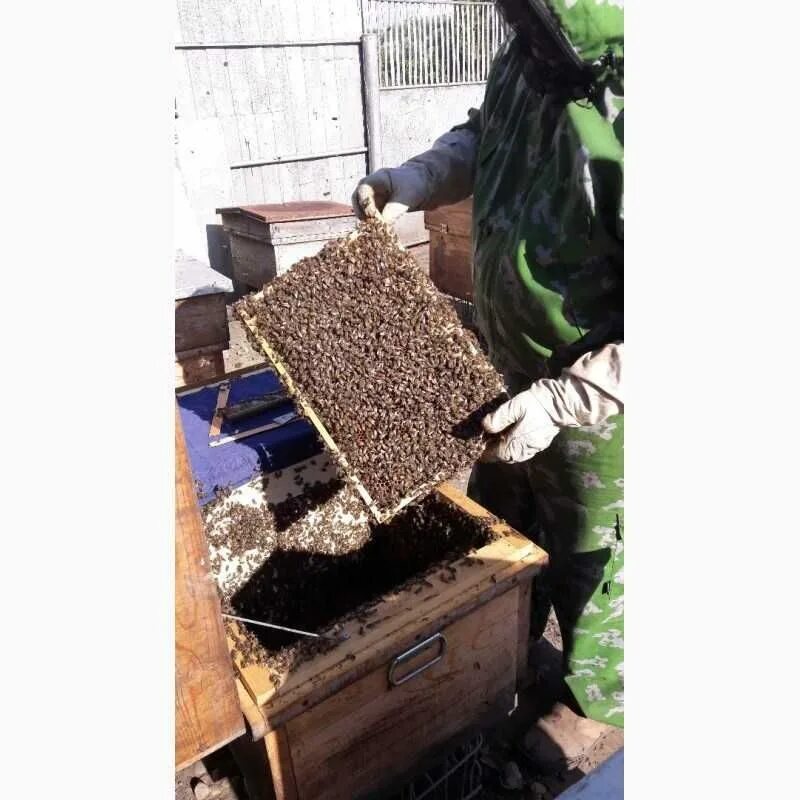 Авито краснодарский край пчелы. Пчелы на высадку. Пчелосемьи на высадку. Куплю пчелосемьи на высадку. Пчёлы на продажу в Дагестане.