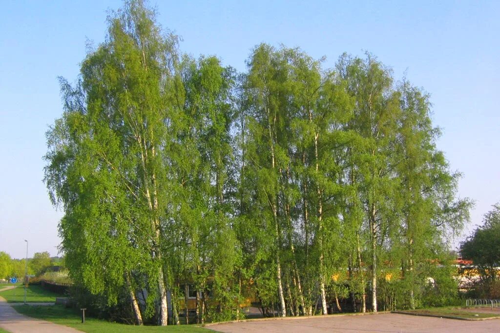 разные виды берез. разновидности березы. береза бородавчатая (повислая, плакучая). береза повислая (бородавчатая). виды березки.