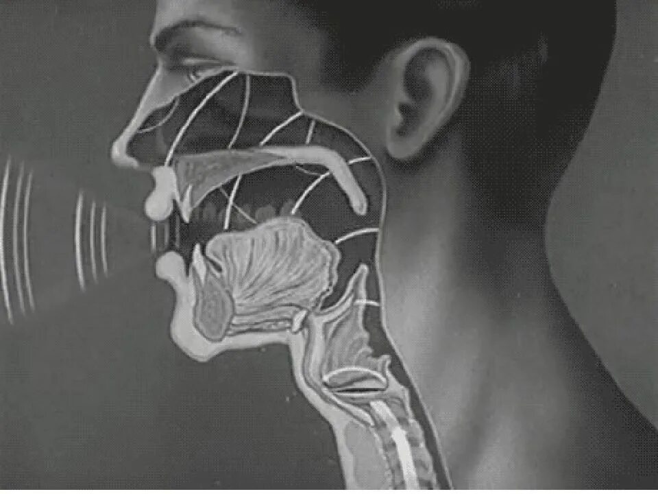 Горловой до слез. Резонаторы в голосовом аппарате человека. Колебание голосовых связок. Резонаторы звука в гортани.