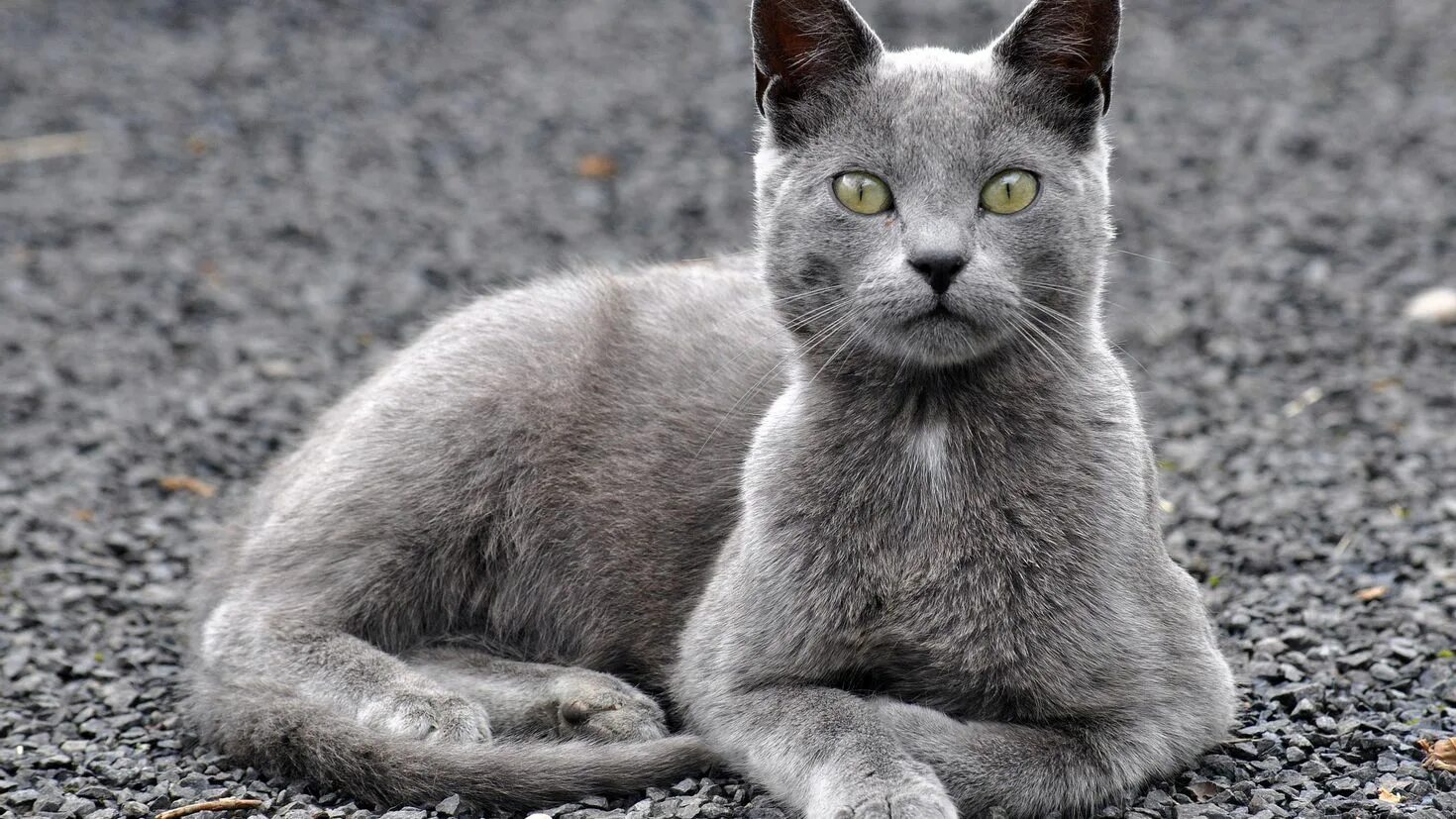 Какие серые коты