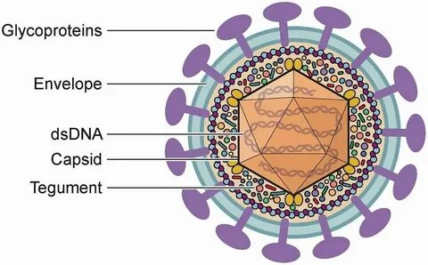 Yba virus