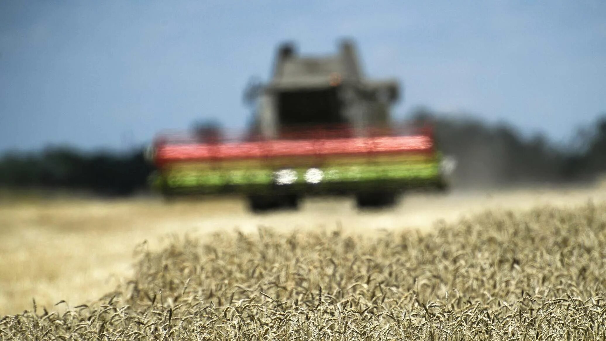 Зерно 2022 год. Уборка пшеницы в курской области 2022. Зерно 2022 год. Уборка зерновых 2022. Уборка кукурузы 2022.