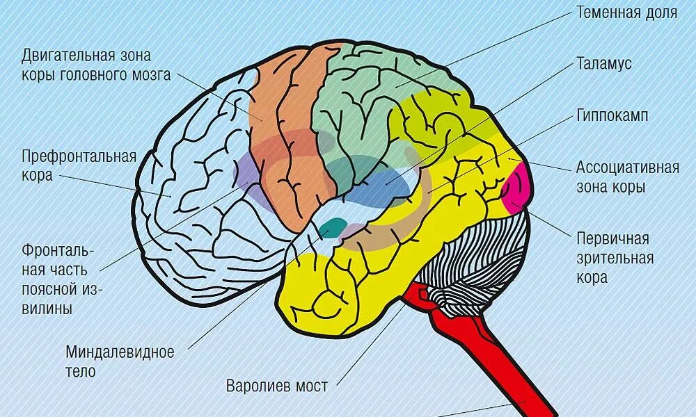 5 зон мозга. Теменные зоны коры головного мозга. Зрительные доли коры головного мозга.