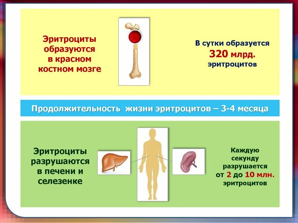 Эритроциты образуются в красном костном мозге. Эритроциты образуются в. в красном костном мозге образуются. эритроциты образуются в красном костном. эритроциты формируются в красном костном мозге.