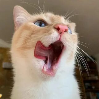 Конечно кошка