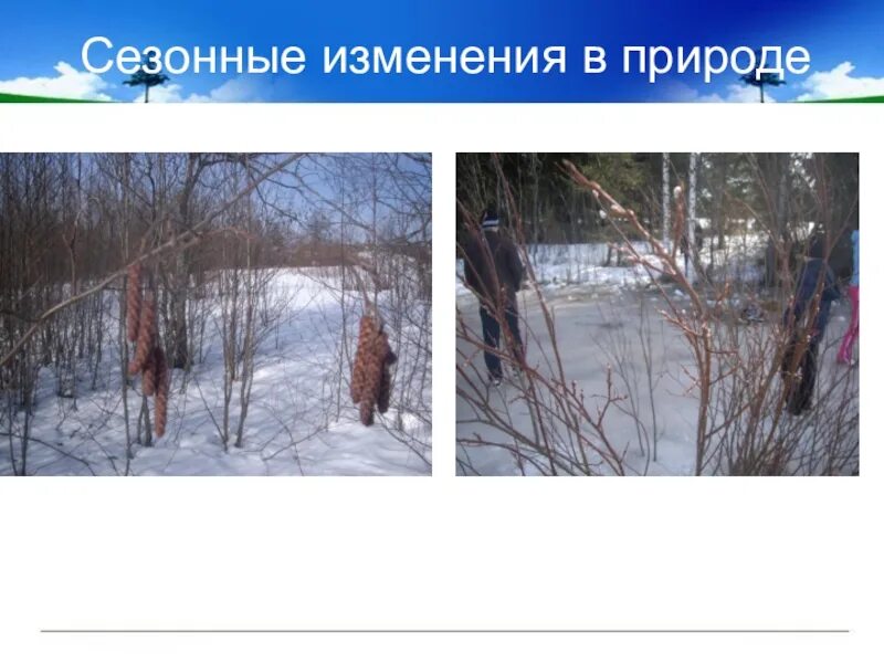 Какие сезонные изменения зимой. Сезонные изменения в природе. сезонные изменения местности. сезонные изменения зимой. сезонные изменения в природе 22 декабря.