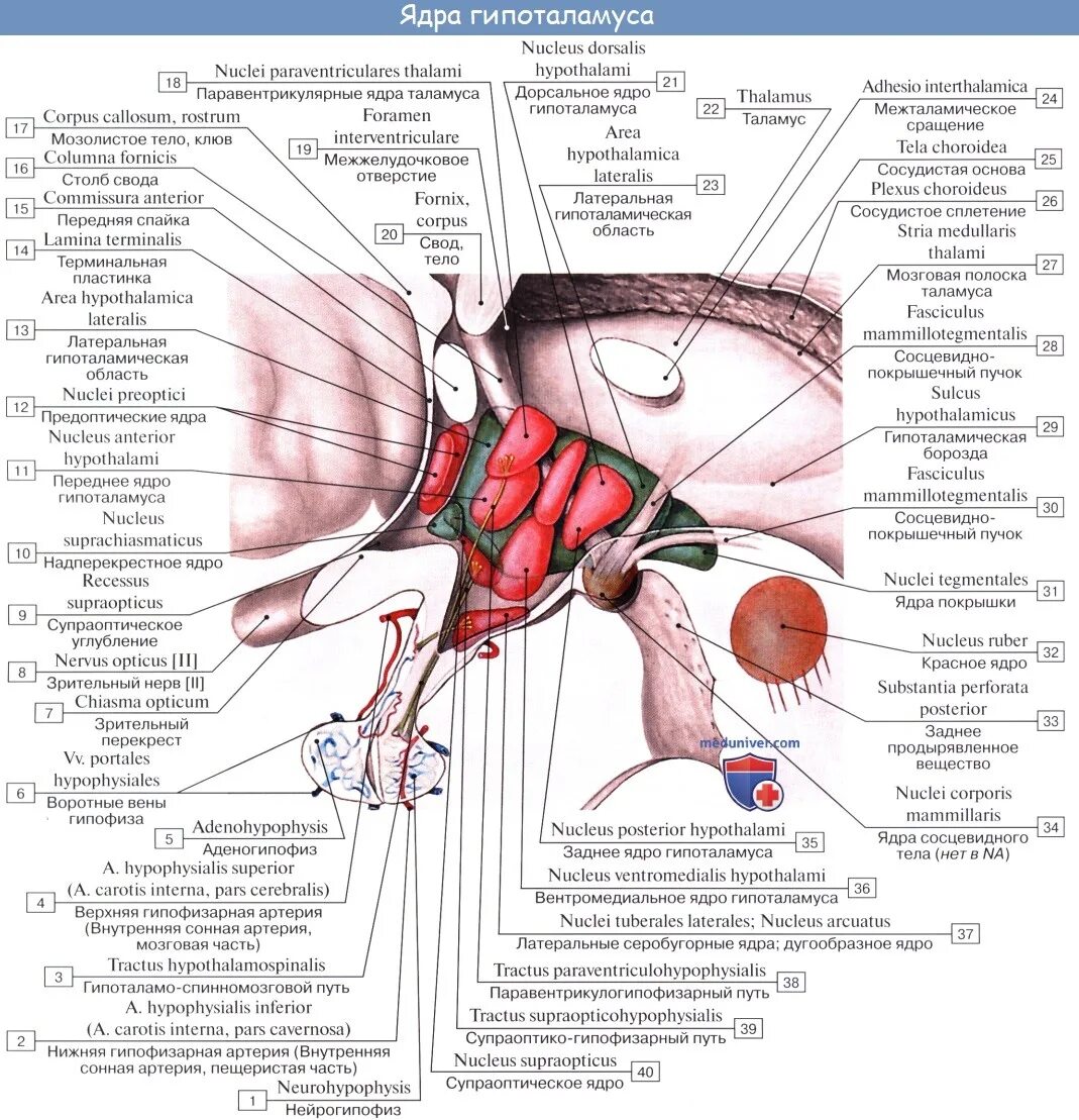 Артерии гипофиза. Гипоталамус анатомия серый бугор. Гипоталамус внутреннее строение. Ядра гипоталамуса Анат. Схема расположения ядер гипоталамуса.