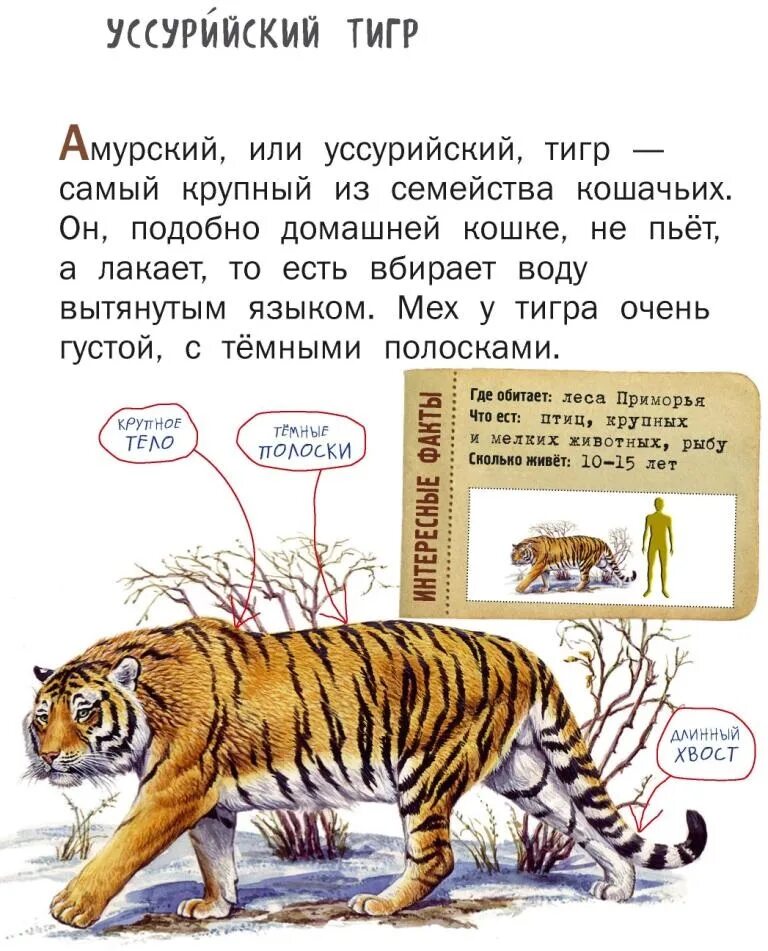 Уссурийский тигр и Амурский тигр. Амурский (Уссурийский) тигр. Уссурийский тигр описание. Амурский тигр обитает.