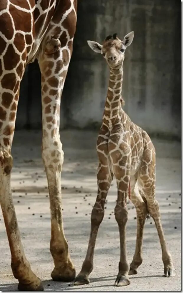 Жираф жирафиха Жирафенок. Новорожденный Жираф. Карликовые Жирафы. Детёныш жирафа новорожденный. Сколько всего детенышей жирафа родилось за два