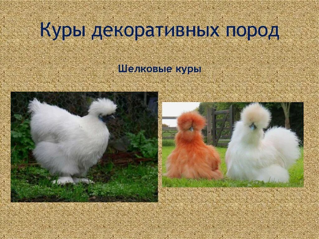 Породы куриц несушек с фотографиями и названиями. Декоративные куры породы. Куры название пород. Куры разных пород с названием. Декоративные куры несушки Карликовые породы.