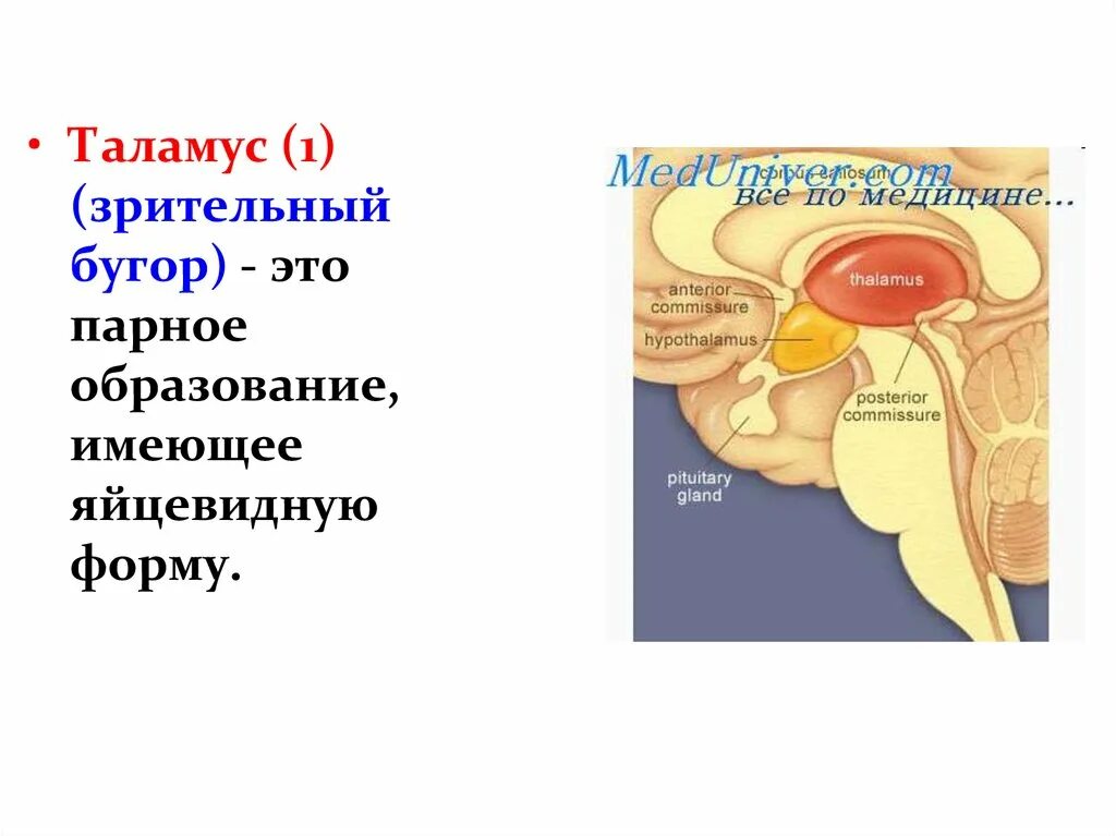 Зрительные Бугры промежуточного мозга. Промежуточный мозг таламус задний мозг. Зрительный бугор таламус. Промежуточный мозг презентация анатомия.