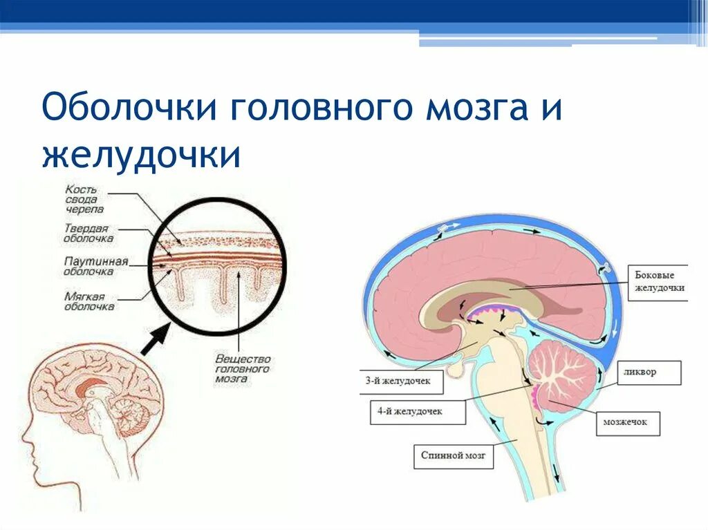 Оболочки защищающие мозг. Строение головного мозга оболочки спинномозговая жидкость. Строения оболочек головного и спинного мозга системы желудочков. Оболочки мозга, цереброспинальная жидкость, желудочки мозга. Оболочки и желудочки головного мозга роль спинномозговой жидкости.