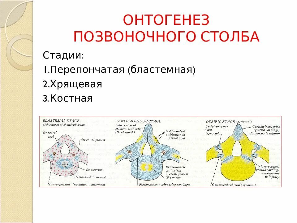 Развитие спинного мозга в онтогенезе. Развитие спинного мозга в онтогенезе человека. Особенности развития спинного мозга в онтогенезе. 4. Онтогенез и аномалии развития спинного мозга. Онтогенез книги