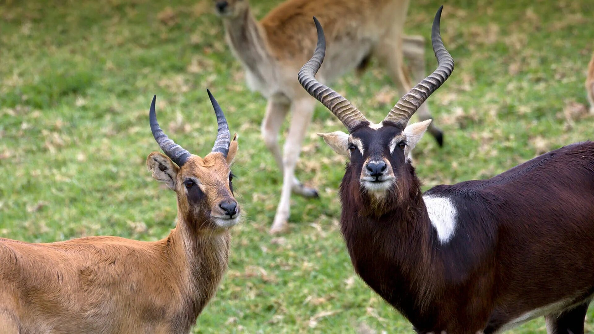 Самки разных животных. Nile lechwe. суданский козел. животные самцы и самки. суданский козёл самка.