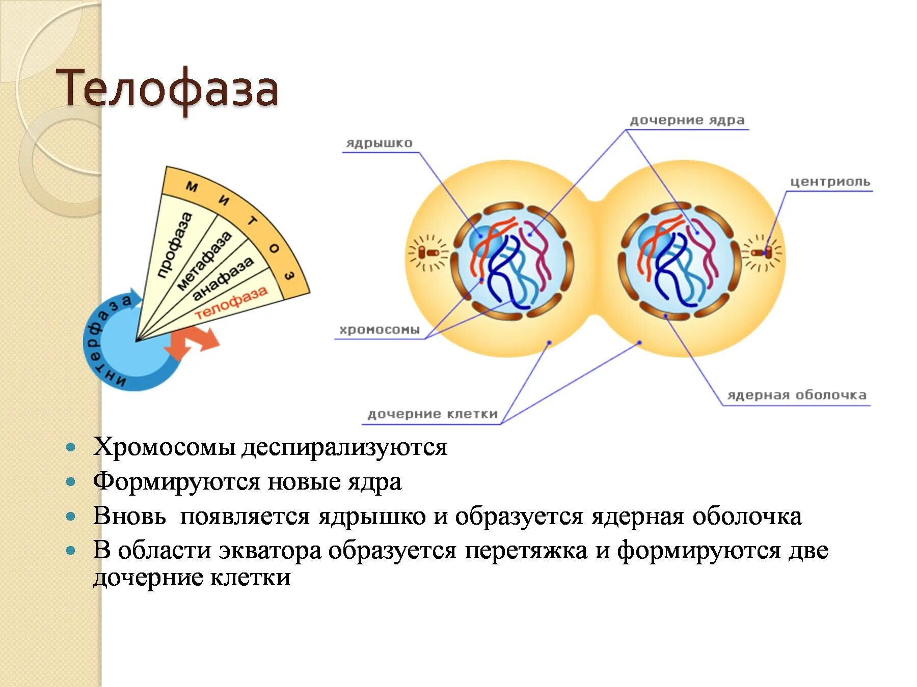 Телофаза 1. Ядерная мембрана митоз. Деление клетки. Митоз. Презентация 9 кл. Телофаза митоза. Биология 9 класс митоз