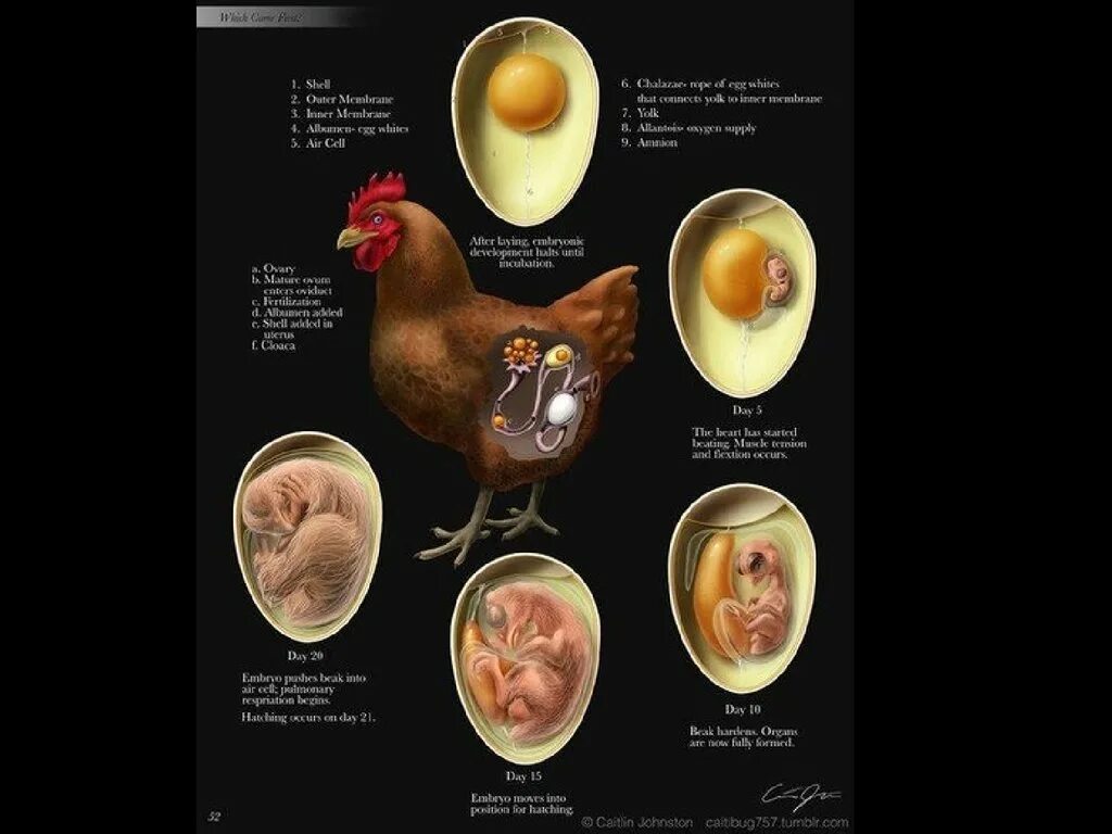 Стадии развития эмбриона курицы. Эмбриональное развитие курицы. Этапы развития зародыша в яйце.