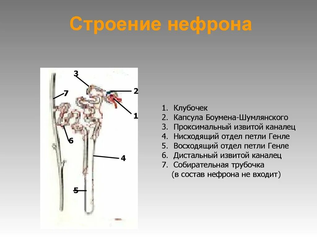 Извитой каналец строение. Отделы нефрона петля Генле\. Проксимальный извитой каналец капсула Шумлянского Боумена. В состав нефрона не входит.