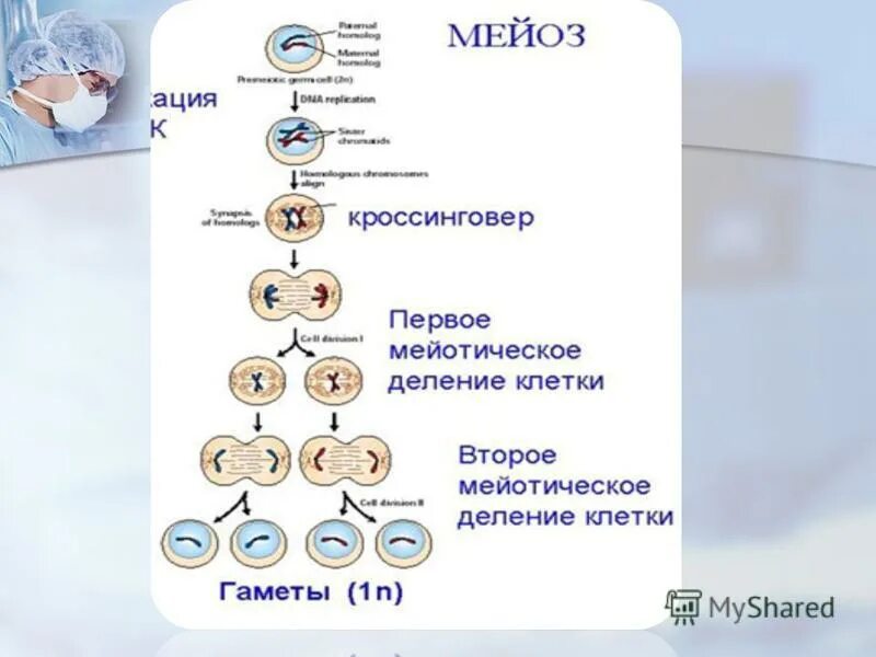 Биологическая сущность мейоза состоит в