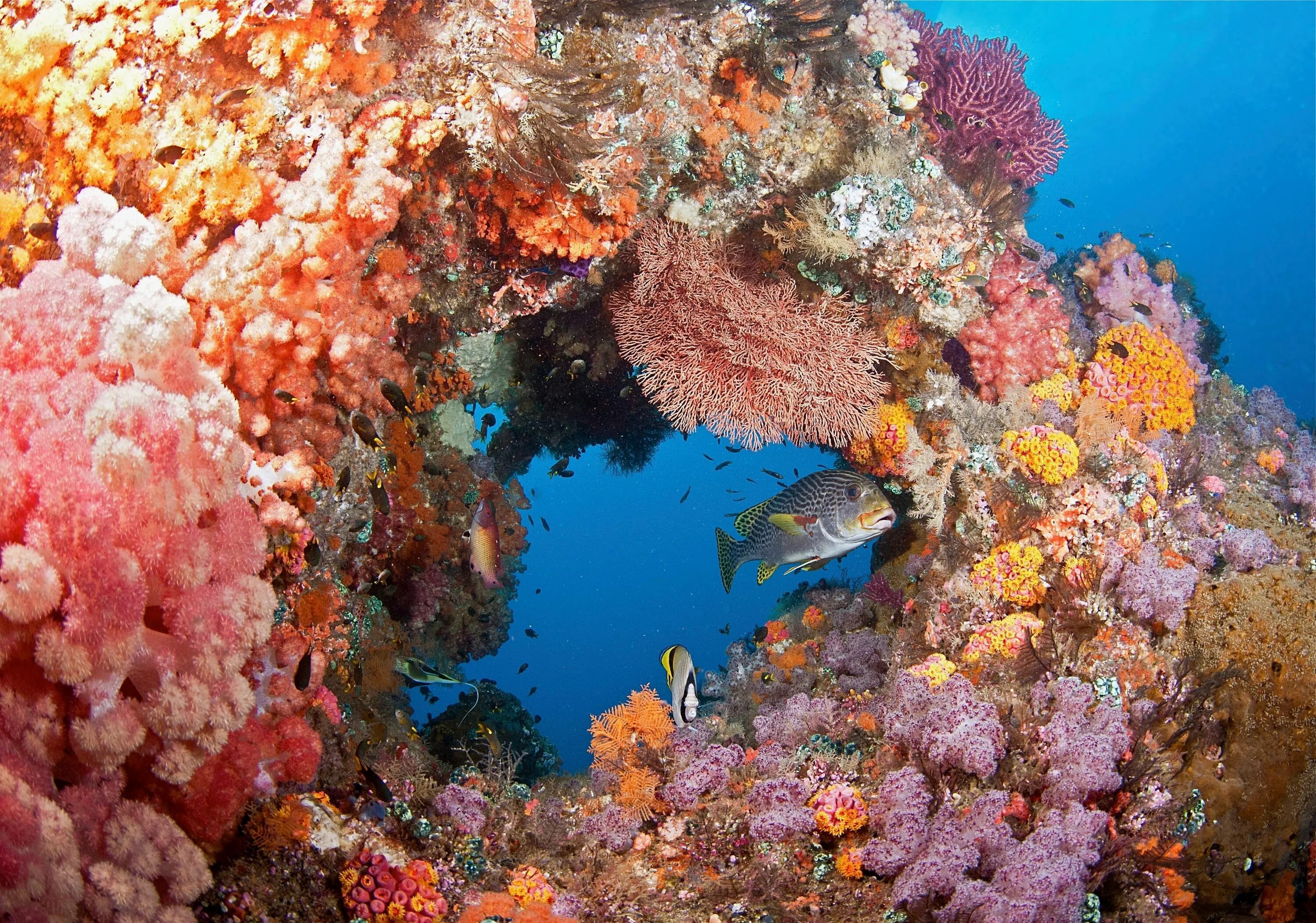 Красное море значение
