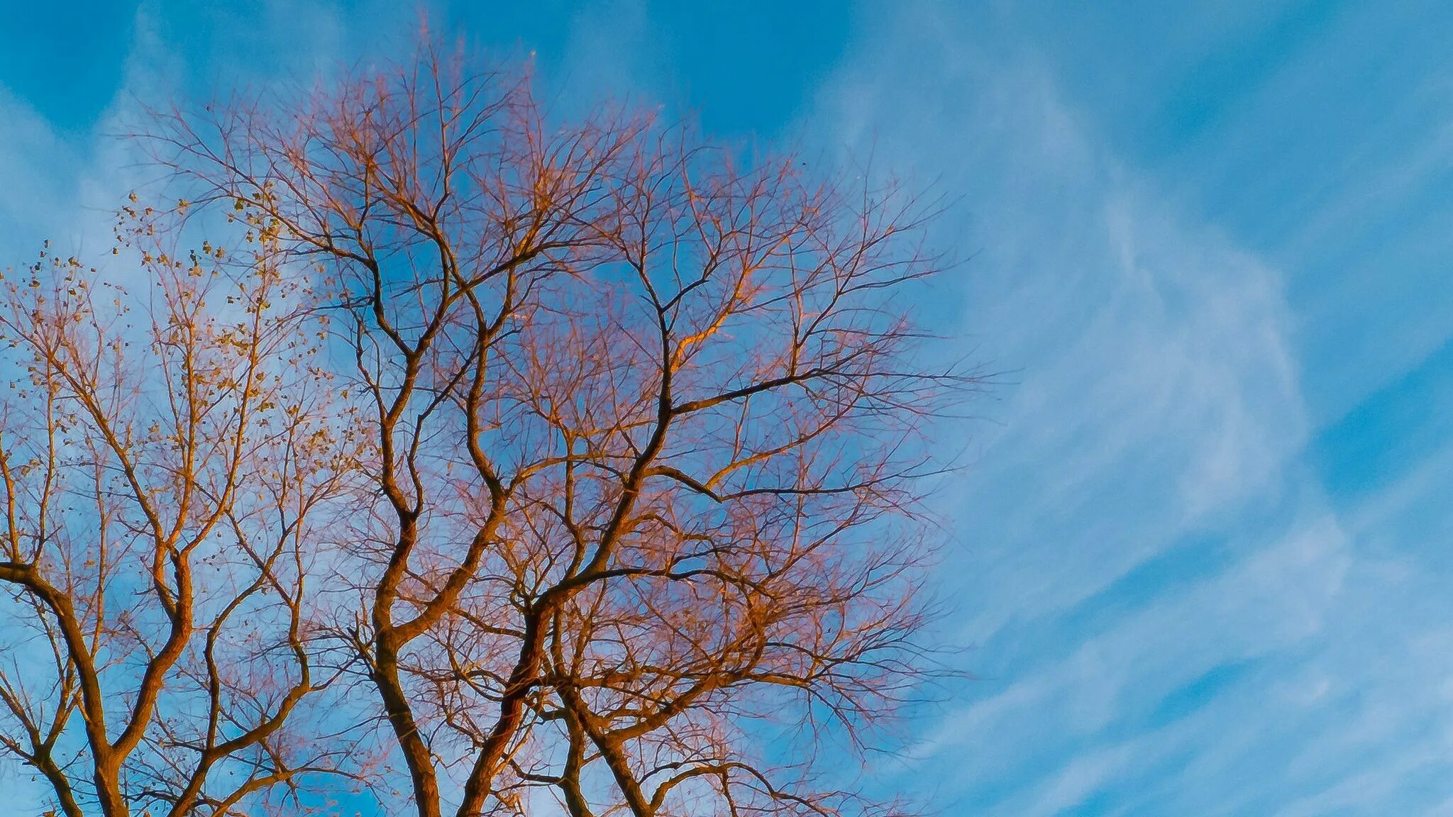 Весеннее небо. Дерево на фоне неба. Ветка дерева. Кроны деревьев на фоне неба.