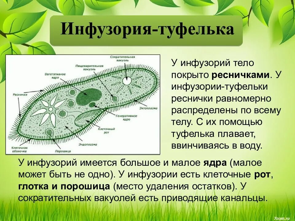 Примером одноклеточного организма способного к фотосинтезу является